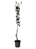 Planta natural Frutal arbol Cerezo Burlat injertado. Altura 80-100 cm. Cereza Fruta sabrosa, variedad temprana, muy valorada por su fruto grande, rojo oscuro, jugoso y dulce. Segura Garden