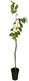 ÁRBOL FRUTAL NATURAL EXÓTICO CHIRIMOYO M23 140-160CM