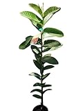 Planta de Guayaba fresa. Myrtus Guajava Autofertil. Altura 100-110 Cm. Frutos nutritivos, rápido crecimiento, fácil cuidado, para sombra, aroma, medicinal, atrae polinizadores. Segura Garden