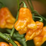 Pepper SCOTCH BONNET - YELLOW