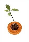 R&R SHOP Avocado Germinator - Maceta Flotante para germinación de Aguacate, Kit de Cultivo de Semillas, plástico de maíz 100% reciclable y compostable (Naranja)