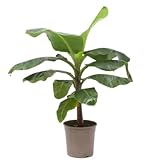 Verdecora Platanera en maceta 5L | Planta Natural de Interior y Exterior | Follaje Tropical y Exótico | Ideal para Jardines, Terrazas y Hogares