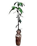 Planta de Mango, arbol de variedad injertado. 90-100 Cm. Muy Productivo cosecha tras cosecha. Plantar un Mango aporta sombra, frutos nutritivos, oxígeno. Segura Garden