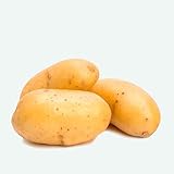 PATATA DE SIMBRA SPUNTA -BAND. 100 UD - PIEL AMARILLA