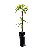 Mangifera Indica Árbol PREMIUM para Cultivar Mangos en Jardín Árbol Mango Natural