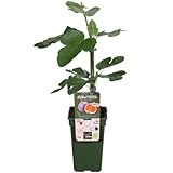 Higuera Árbol Frutal Resistente a Bajas Temperaturas Planta Exterior