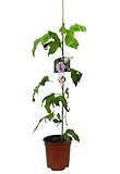 Planta natural Passiflora Edulis Maracuya, 60-70 cm. Fruta de la pasión. Planta tropical de hojas verdes, flores exóticas y frutos dulces llamados maracuyá. Segura Garden.