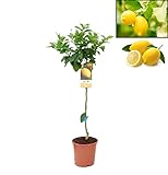 Pack Limonero - Naranjo - Pomelo - Mandarino Planta Natural - (Altura 110 Cm) Maceta 22 cm (Limonero)