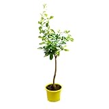 Verdecora Limonero 4 estaciones Eureka Árbol cítrico en maceta de 5L | Para plantar en huerto o jardín | Frutas abundantes | Planta natural de exterior (Limonero)