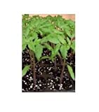 PLANTEL TOMATE RAF AUTENTICO 12 PLANTAS