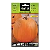 Semillas Batlle Calabaza Hallowen