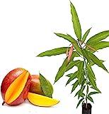 Mango | Árbol Frutal | DECOALIVE | Planta ±100cm de Altura | Mangifera Indica