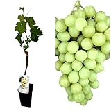 Planta Parra Injertadas de uva sin semilla. En maceta. Blanca Superior. Segura Garden. Frutos sabrosos sin molestias, ideal para disfrutar uvas sin semillas