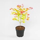 Plant in a Box - Acer palmatum 'Moonrise' - Arce japonés resistente al invierno - Maceta 19cm - Altura 40-50cm