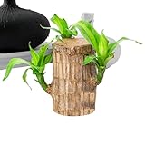 Árbol De La Suerte Brasileño,Planta De De Brasil | Árbol En Maceta Purificador De Aire para Interior Y Exterior
