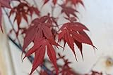 Semillas de Arce Japones Purpura (Acer palmatum Atropurpureum) (30)