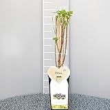 SAVINI VIVAI Planta de Grosella Negra Media Temprana, Plantas de Bayas de Titania, Árbol en Maceta, 11 x 11 cm Altura 50 cm