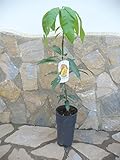Mangifera Indica - Árbol de mango refinado (100-120 cm)