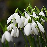 Haloppe 200 Unids Galanthus Nivalis Flores Plantas Semillas para la Plantación de Jardín en Casa, Galanthus Nivalis Semillas Blancas Primavera Verano Semillas de Flores para Balcón Semilla