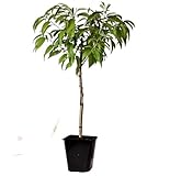 Melocotonero Natural Prunus Persica Árbol Frutal para tu Jardín