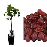 Planta Parra Injertadas de uva sin semilla. En maceta. Roja Crimson. Segura Garden. Frutos sabrosos sin molestias, ideal para disfrutar uvas sin semillas