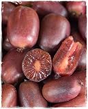 Planta de KIWI ARGUTA 'Ken's Red' Planta Hembra de frutos rojos - en maceta Ø 14 cm - H. 50/60 cm