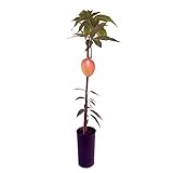 DECOALIVE Mangifera Indica Árbol de Mangos Frutal Natural