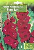 AGRONOM | GLADIOLOS - PLUM TART | Bulbos de flores perennes | Flores Violet | Se cultivan en jardines de flores, macetas, se plantan en céspedes en flor | Paquete de 7 bulbos de flores