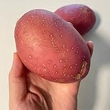 100 piezas Semillas de patata organicas variedades antiguas de patatas de siembra Patatas de siembra, Solanum tuberosum, semillas de jardin Semillas de hortalizas de invierno, semillas