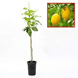 Limonero EUREKA o 4 ESTACIONES - Plantón 1 metro - PLANTA VIVA - 1 UNIDAD