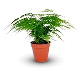Planta de interior de espárragos plumosus en maceta de 12 cm, helecho espárragos