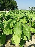 VISTARIC 100 semillas/paquete siembra Virginia Orgánica Tabaco de la herencia