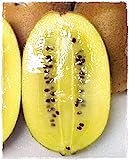Planta de KIWI amarillo 'AIROGOLD' Autofertile - en maceta 11 x 11 cm - altura 50/60 cm