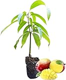 DECOALIVE Mango - Árbol Frutal Tropical - Planta Natural de Exterior