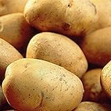 Portal Cool Las semillas del paquete: 20: Grabar las patatas de siembra. Desde hace tiempo Variedad-cultivo principal ahora consideradas como raras