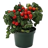 DECOALIVE Tomate Cherry PREMIUM Planta Natural para Huerto Urbano Tomates Naturales Planta Tomatera