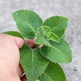 50 piezas semillas de orégano Jardín de hierbas interior, plantas exóticas. Semillas de orégano perennes resistentes. flores de jardín perennes resistentes, mini invernadero alféizar