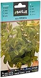 Semillas Batlle Menta Piperita