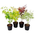 Plant in a Box - Arces japoneses resistentes al invierno - Set de 4 - Acer palmatum 'Atropurpureum', 'Going Green', 'Orange Dream', 'Butterfly' - Maceta 10,5cm - Altura 25-40cm
