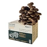 Nam - Kit Autocultivo de Setas Shitake, Hongos Incubados, Cultivo Casero en 10 Días, Fácil para Cosechar Champiñones Frescos, Natural, Mini Huerto Urbano