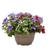 Verdecora Surfinia | Petunia hybrida | Planta de exterior en tarrina Ø25cm | Flores Colgantes Vibrantes | Crecimiento Rápido y Abundante