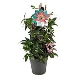 Flor de la Pasión Viva – Planta Natural en Maceta Passiflora de Floración Única y Tropical