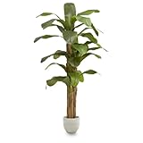 Maia Shop Plantas Artificiales Decorativas - Platanera Artificial 210 cm con Tronco Natural, Planta Artificial Grande, Decoración Hogar, Arbol Artificial