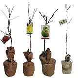 Pack de 4 plantas arboles frutales de 80-100 cm. Cerezo, Manzano, Melocotonero y Peral. Cosecha y cultiva tus propias frutas cerezo, manzano, melocotonero y pera.