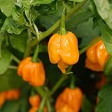 Semillas de Ají Trinidad Scorpion Amarillo - Planta de Chile Exótica Súper Picante Variedad de Semillas Garantizada Polinizada Abierta