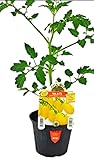 Generico 3 Plantas Tomate DATTERINO Amarillo