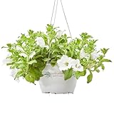 Verdecora Surfinia | Petunia hybrida | Planta de exterior en maceta colgante Ø16cm | Flores Colgantes Vibrantes | Crecimiento Rápido y Abundante
