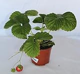 Fresa común (Maceta 13 cm Ø) - Planta frutal viva