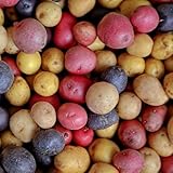 semillas de patatas variedades antiguas - patatas de siembra, semillas, jardín de camas elevadas semillas de papa semillas raras, cobertura del suelo, perenne resistente semillas, 200pcs