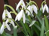 Portal Cool 25: Bolly Bulbs - Galanthus nivalis, individual Snowdrops, la primera señal de la primavera